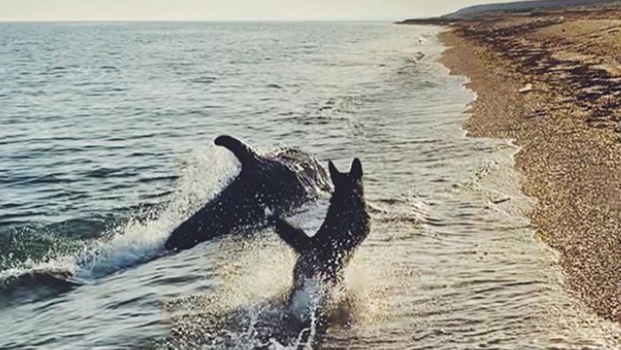 Video de un perro jugando con un delfín se vuelve viral | Virales