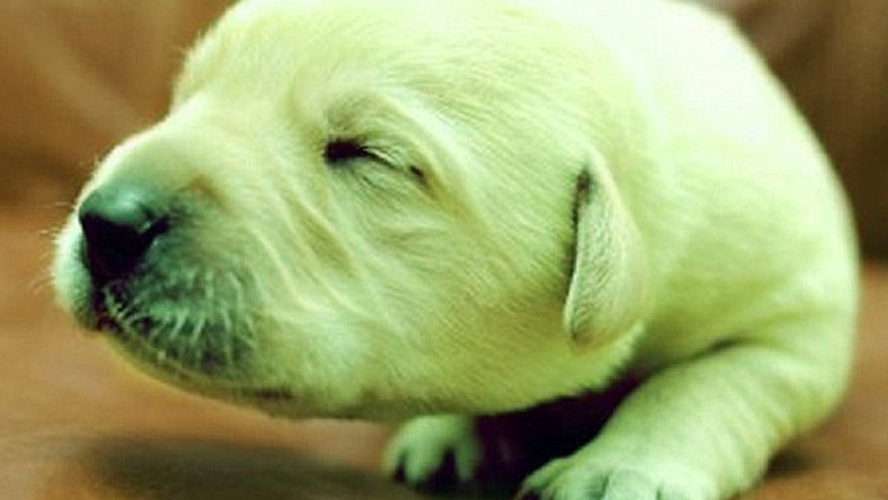 ¡Impactante! Nació un perro verde en Misiones | Virales