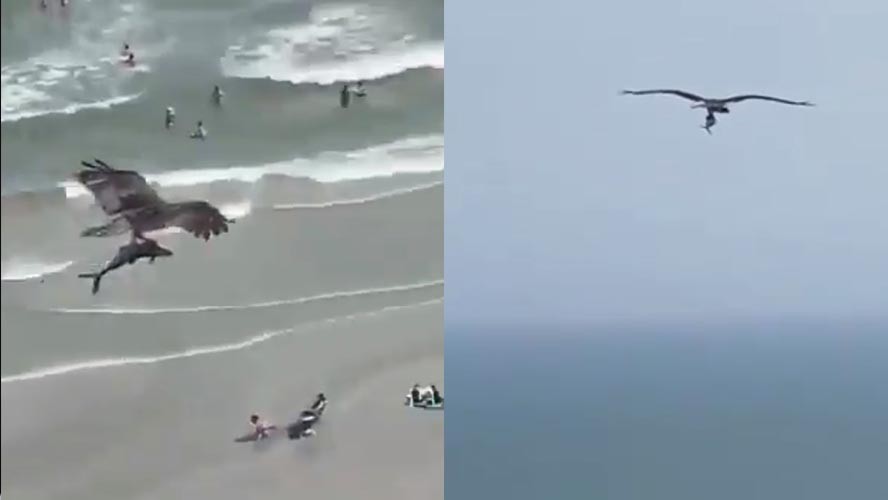 Sorprendente momento en el que un águila caza a un tiburón en la playa | Virales