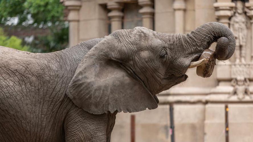 Las últimas elefantas del Ecoparque porteño serán enviadas a un santuario de Brasil | Sociedad