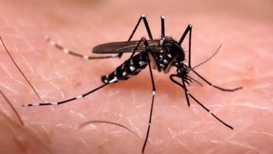 Alerta en China por caso de dengue y peste bubónica | Sociedad