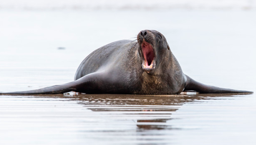 Indignante: golpearon y dejaron inconsciente a una foca para tomarse una foto | Virales