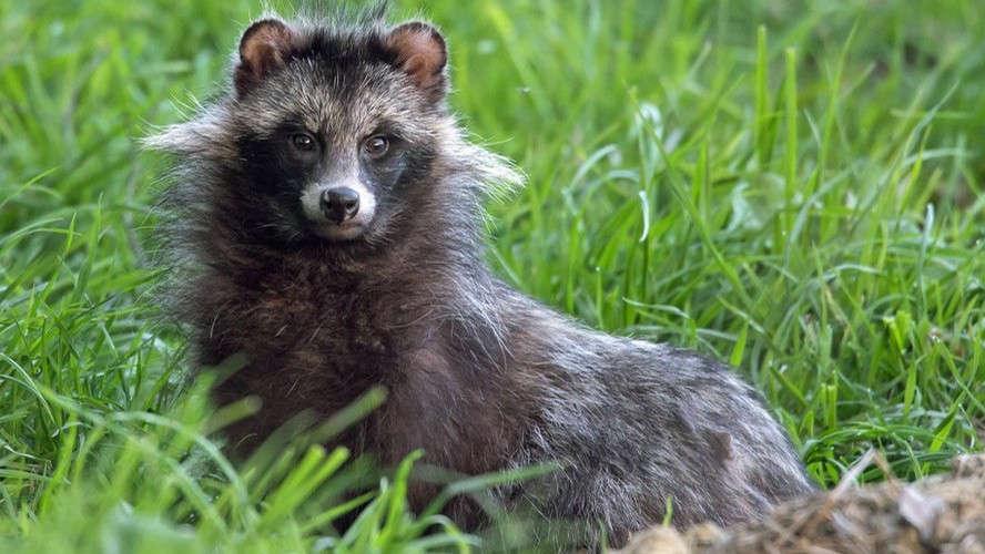 En el Reino Unido temen una invasión de perros mapache | Sociedad