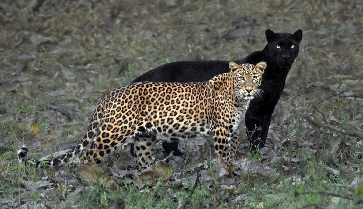 "La pareja eterna": un leopardo y una pantera son inseparables | Virales