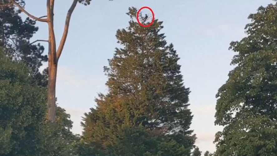 Un hombre hizo un picnic en la copa de un árbol a 18 metros de altura | Curiosidades