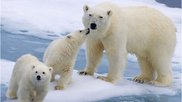 Alarmante: la extinción de los osos polares es casi irreversible | Curiosidades