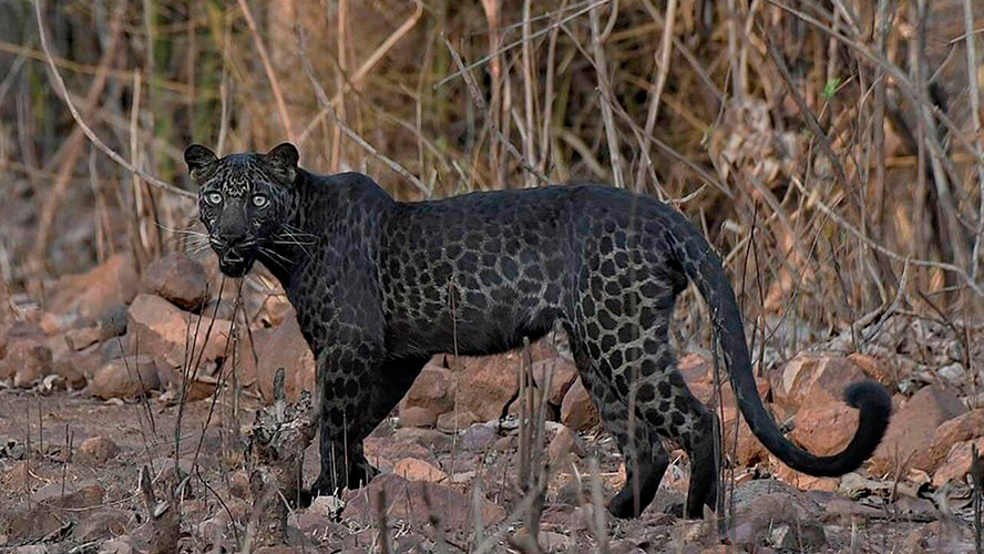 Fotografiaron a una extraña especie de leopardo en una reserva india | Curiosidades