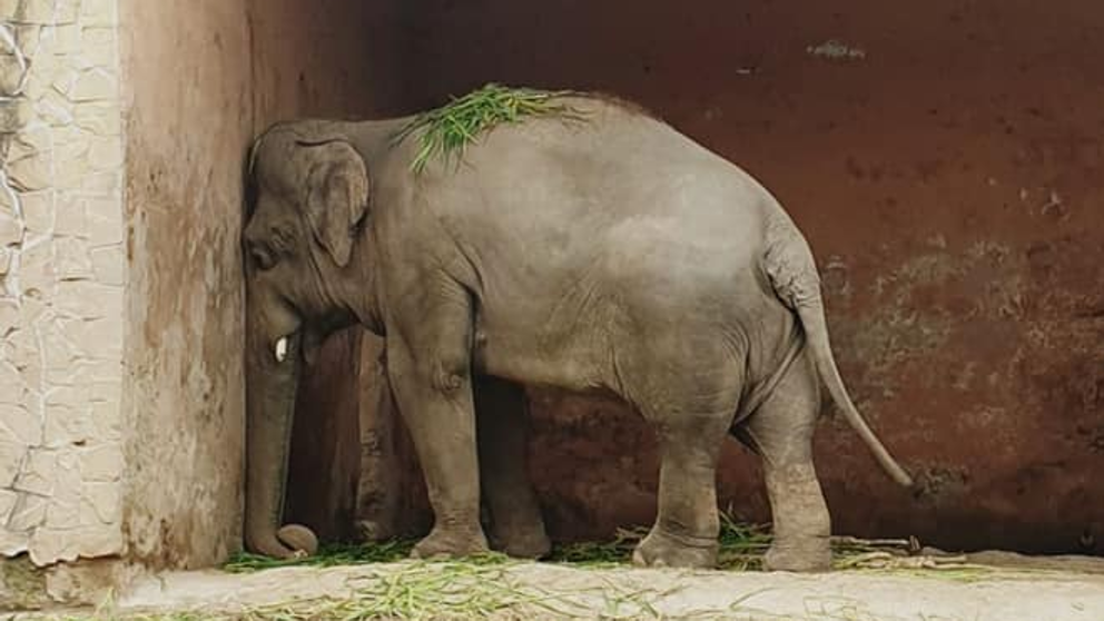 La historia de Kaavan: el elefante deprimido que recuperó su libertad | Sociedad