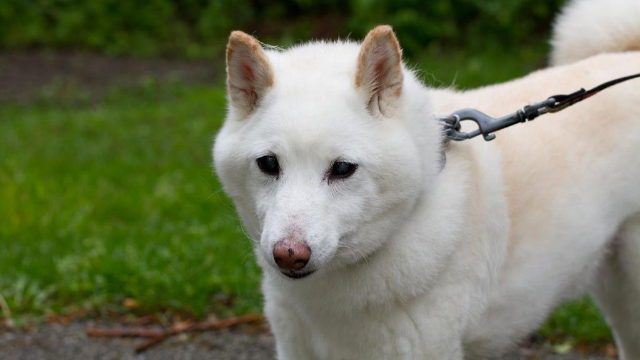 Corea del Norte: Kim prohíbe tener perros como mascotas | Sociedad