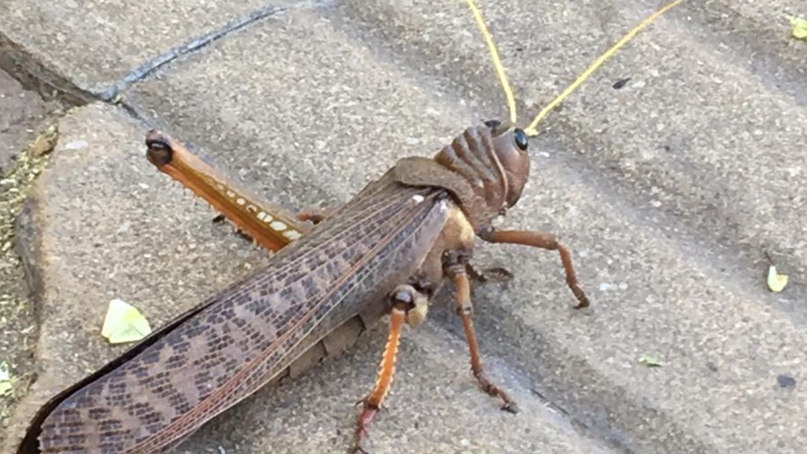 Alertan en Argentina una plaga de tucura quebrachera que duraría hasta marzo 2021 | Sociedad