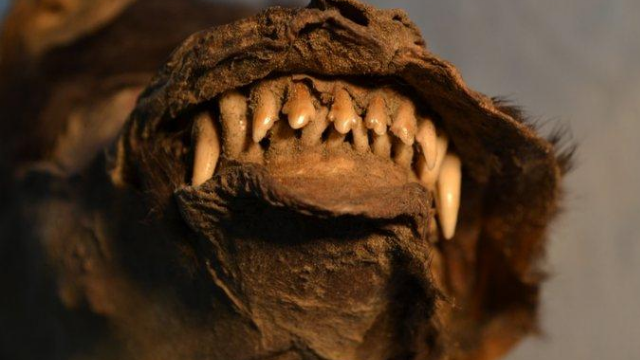 La era del hielo: el hallazgo dentro estómago de un cachorro hace 14 mil años | Curiosidades