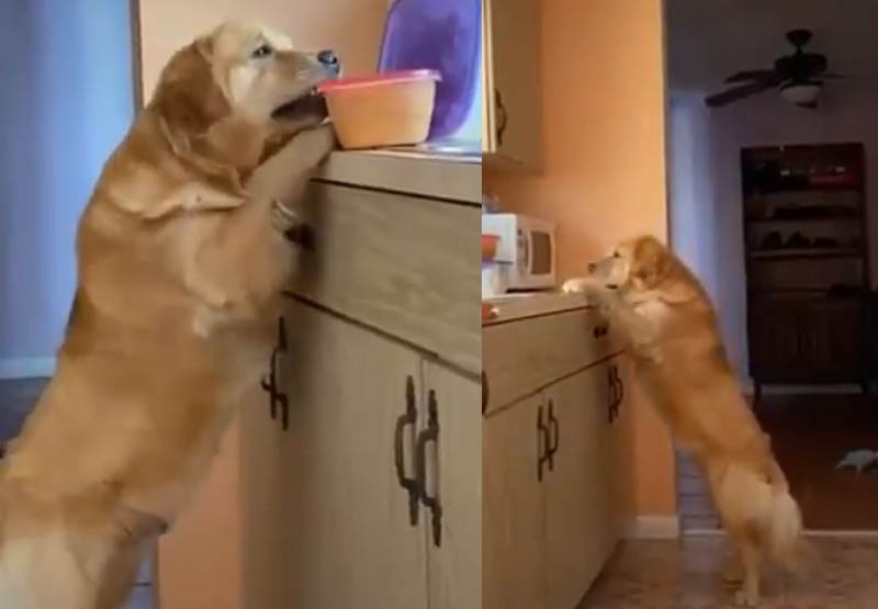 El perro sensación que roba tuppers es lo mejor que vas a ver hoy | Virales