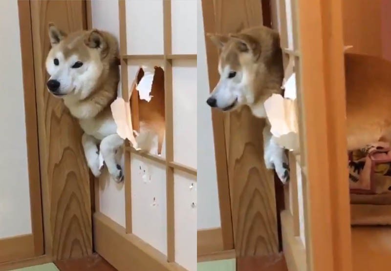 La insólita reacción de un perrito que quedó atascado | Virales