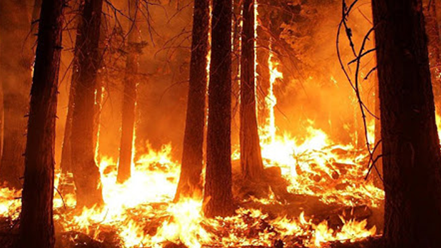 El 95% de los incendios forestales en las 11 provincias, fueron producidos por intervenciones humanas | Sociedad