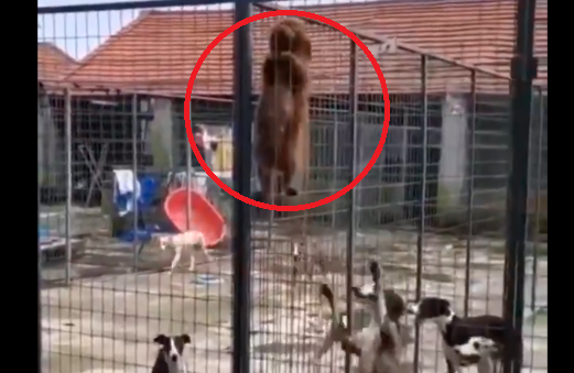 Un perrito comandó la rebelión y ayudó a otros a salir de la jaula en la que se encontraban | Virales