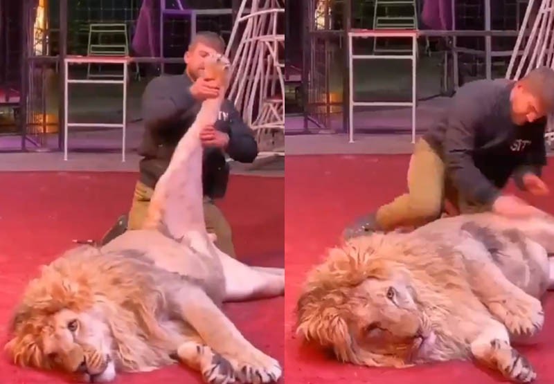 Así es el trabajo más peligroso del mundo: ¡masajista de leones! | Virales