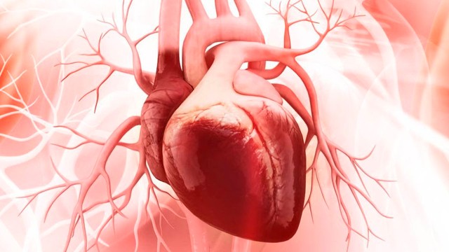 Importante descubrimiento sobre el corazón de un equipo de investigadores argentinos | Salud