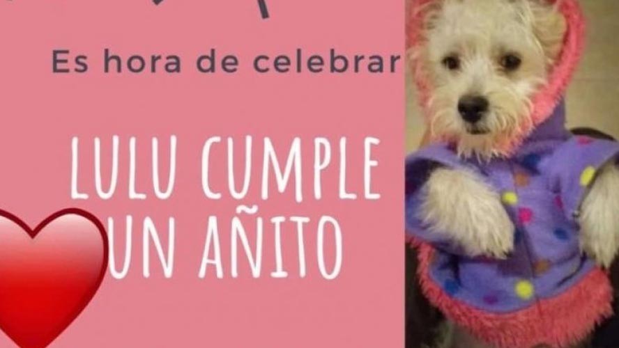 Fiesta clandestina: le celebró el cumpleaños a su perra con amigos | Virales