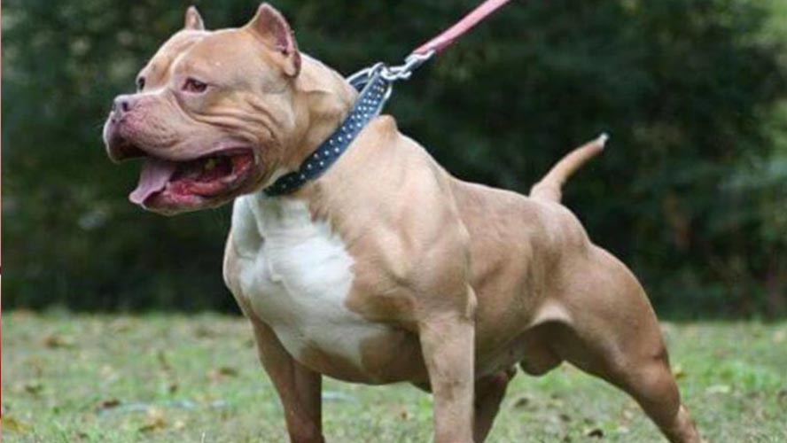 Un pitbull atacó a una niña de 9 años y la mató | Sociedad