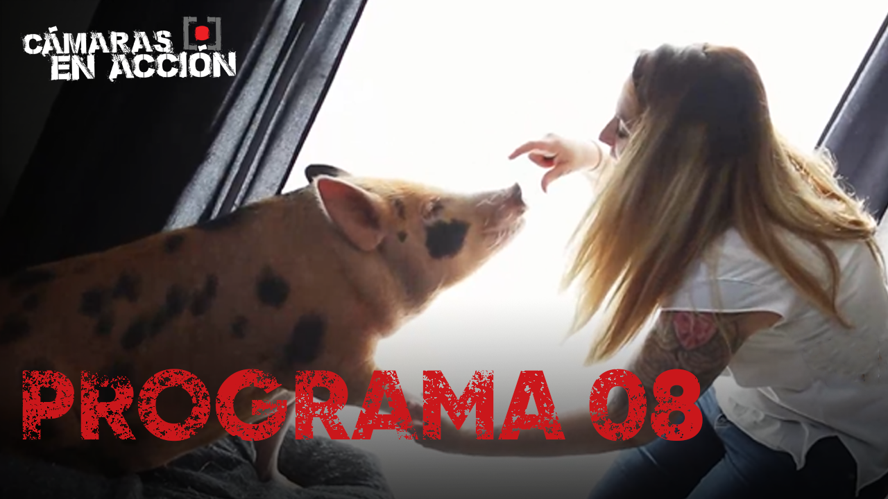 Programa 08 | Programas