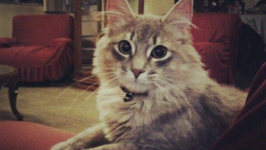 Por medio de una sentencia judicial: ¡una ex pareja deberá compartir la tenencia de su gato! | Curiosidades