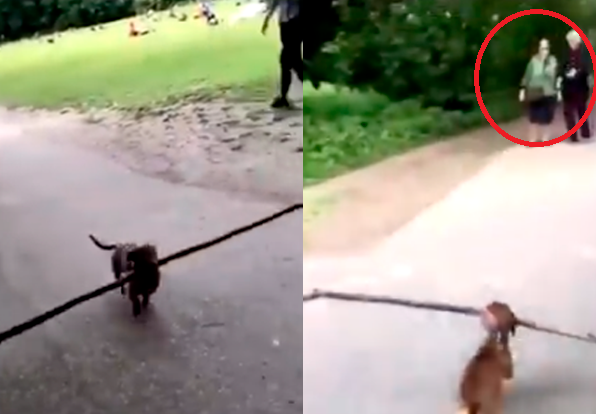 El tierno video de los abuelitos ayudando a un perro | Virales