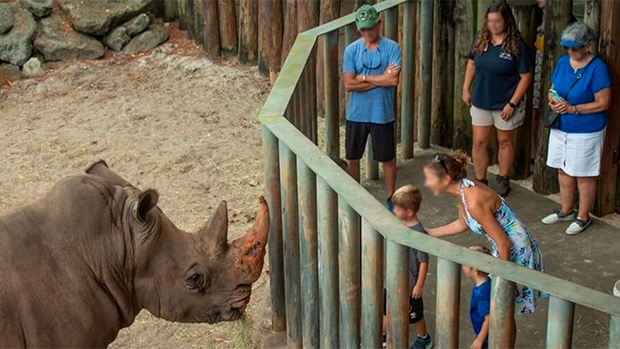 Una nena de dos años cayó en la jaula de rinocerontes | Virales