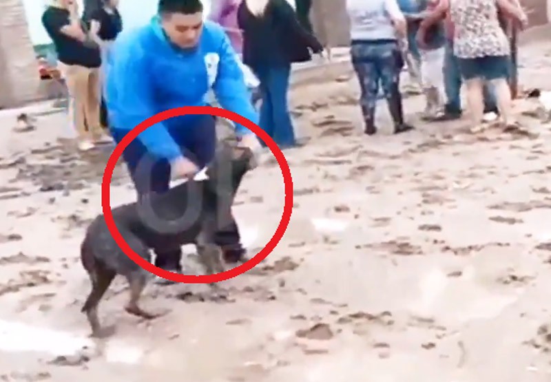 Video horroroso: se peleó con un vecino, perdió y le APUÑALÓ al perro en venganza | Sociedad