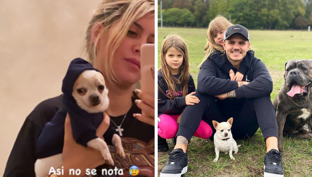Wanda Nara cambió el look de su mascota sin querer | Influencers