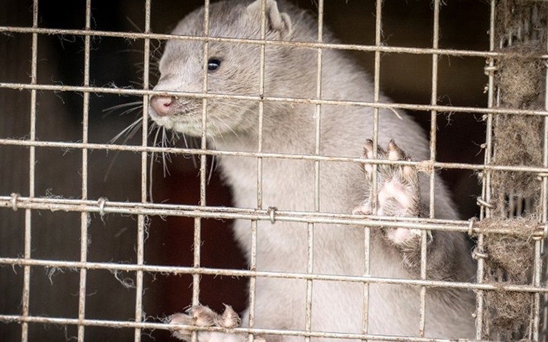 Dinamarca sacrificará visones por un virus que se transmite a humanos | Sociedad