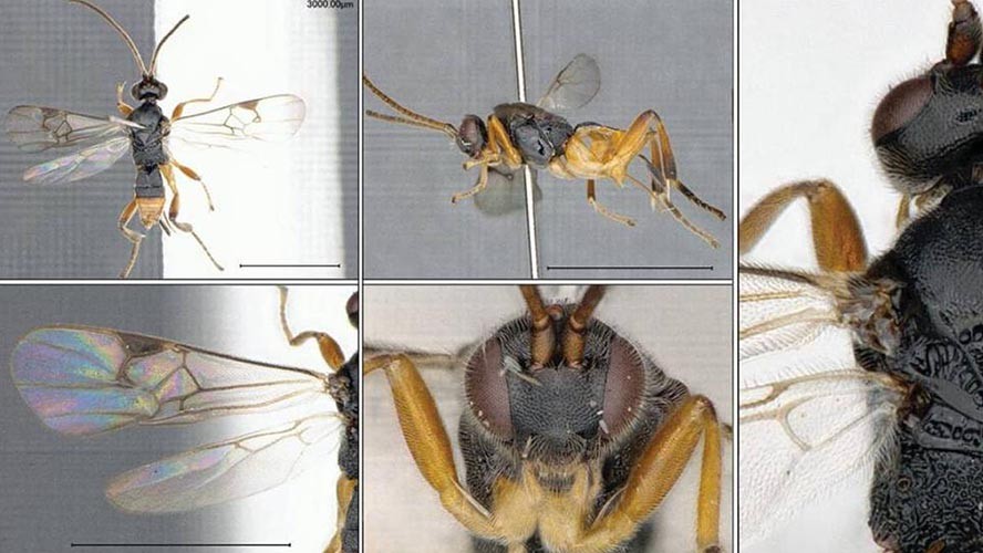 Godzilla la nueva avispa que busca a sus presas bajo el agua | Curiosidades