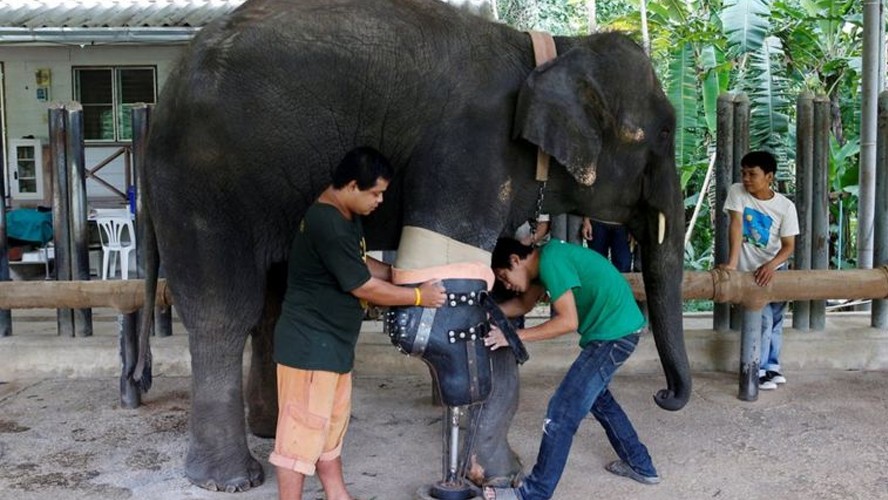 La elefanta que recibió una prótesis para poder caminar | Virales
