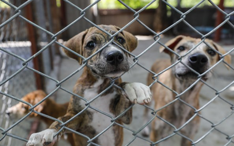 Una mujer fue imputada por maltrato animal luego de encadenar a su perro en el auto | Sociedad