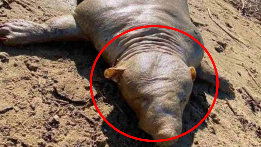 Apareció una extraña criatura en Grecia | Curiosidades