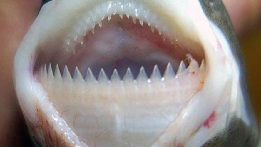 El extraño tiburón que devora submarinos en el Triángulo de las Bermudas | Curiosidades