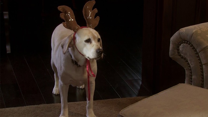 ¡Viví la navidad en Pluto Tv! | Recomendados