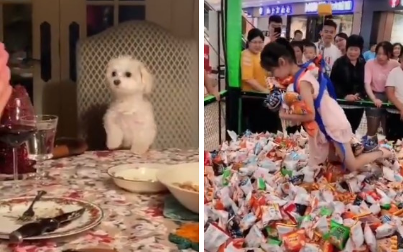 Los mejores videos virales del 2020 | Virales