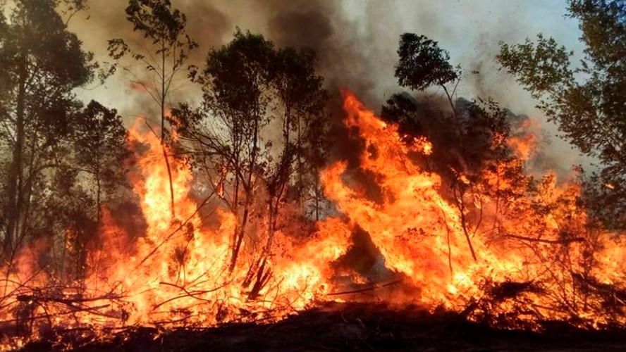 Siguen activos los incendios forestales en Argentina | Sociedad