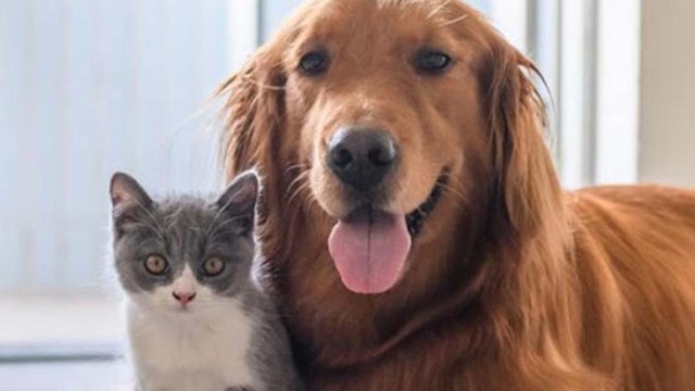 ¿Cuáles son los síntomas de los animales que tienen Coronavirus? | Sociedad