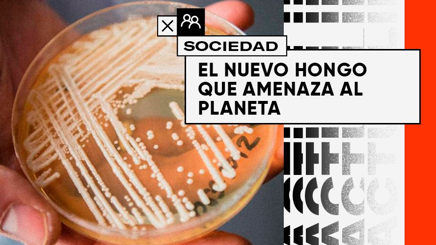 El nuevo hongo letal que amenaza a los humanos | Sociedad