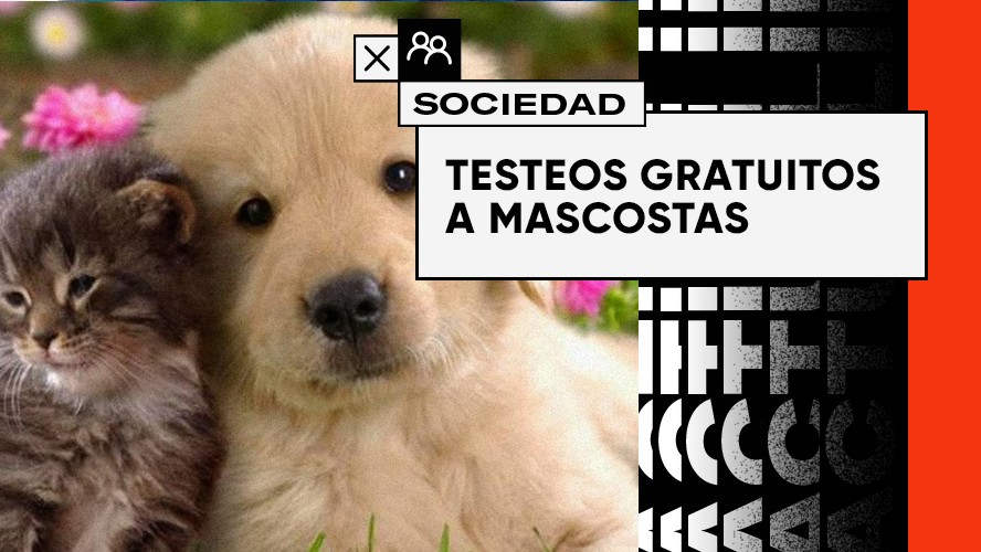 En Corea Del Sur realizarán testeos gratis a Gatos y Perros | Sociedad