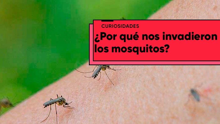 ¿A qué se debe la invasión de mosquitos? | Curiosidades