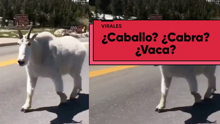 ¿Qué clase de animal es este? | Virales