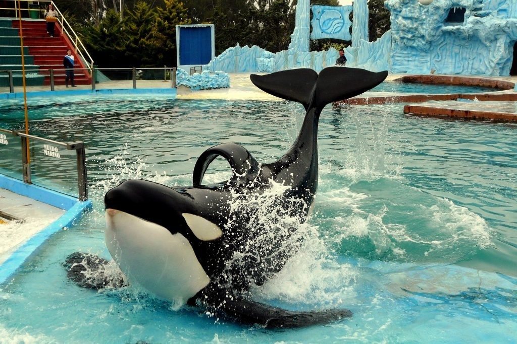 Presentan un proyecto de ley para prohibir espectáculos de animales marinos en cautiverio | Sociedad