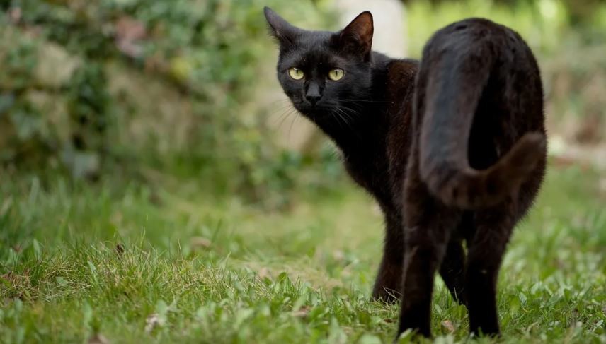 Iniciaron una investigación penal por un gato al que despellejaron vivo | Sociedad