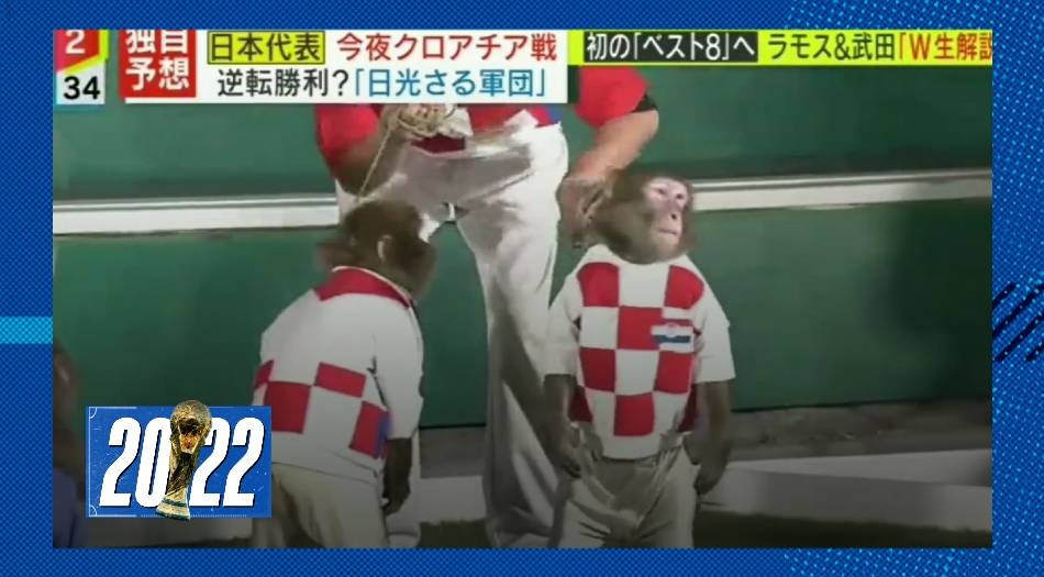 Japón: simularon con monos el partido contra Croacia | Novedades