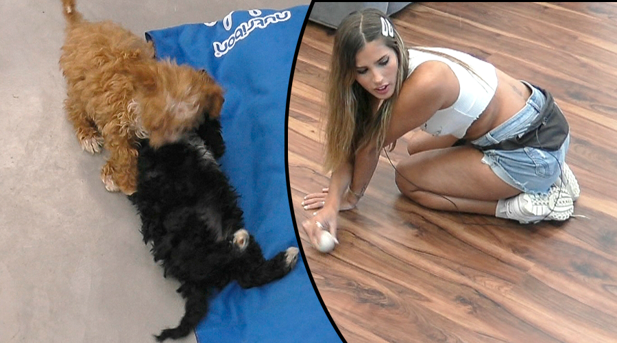 Julieta continúa negada limpiar caca perros | Mejores momentos