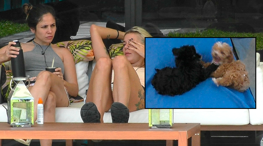 Romina enojó toda casa crianza perros Pueden morder nenas | Mejores momentos