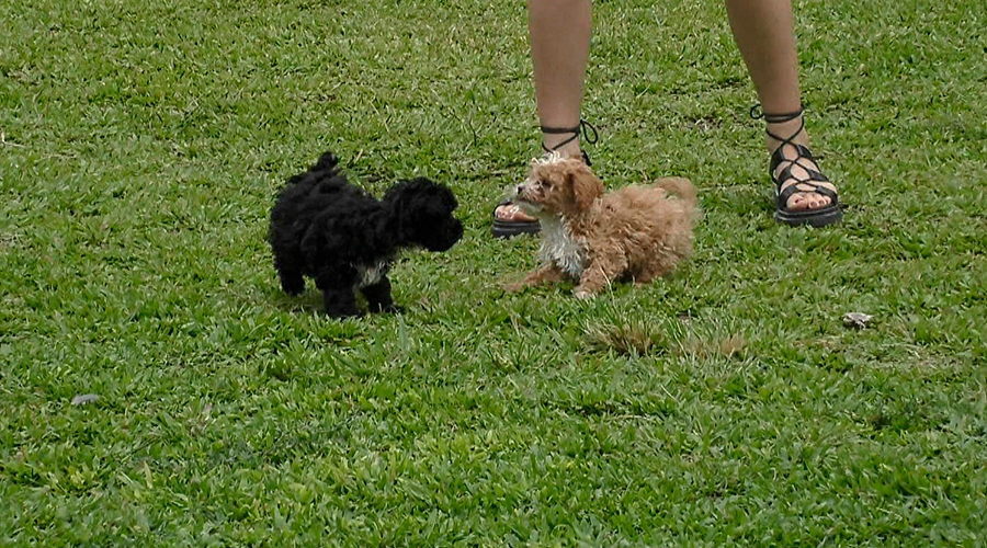 Caramelo Delmora siguen dando vuelta casa Gran Hermano | Mejores momentos