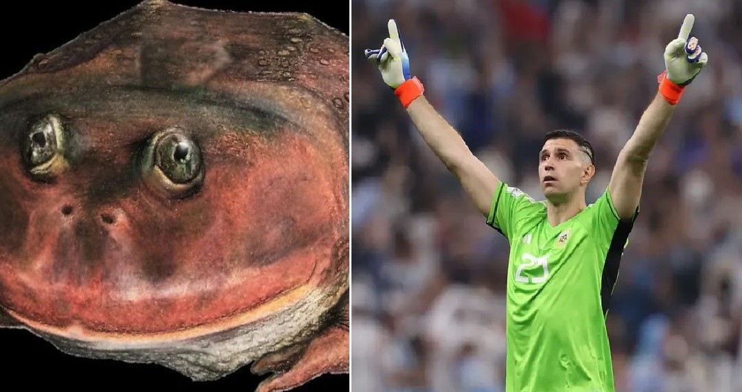 "Lepidobatrachus dibumartinez": descubrieron una especie prehistórica y la bautizaron en homenaje al aquero | Deportes